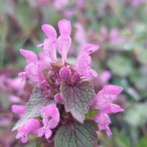 Jasnota purpurowa / susz / 100g