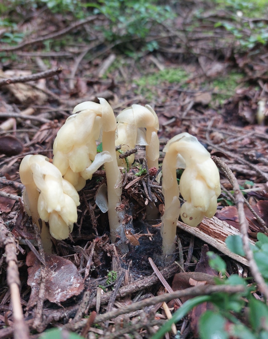 Wyciąg z korzeniówki pospolitej 50 ml - obrazek 2