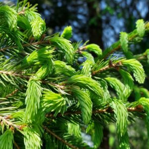 Ocet  Pędy świerka | 100ml |