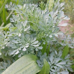 Ziele ruty mielone | 50g