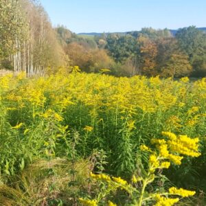 nawłoć | wyciąg| 100ml