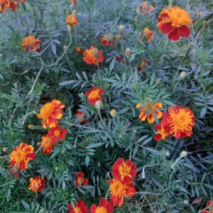 Aksamitka, wyciąg 50ml