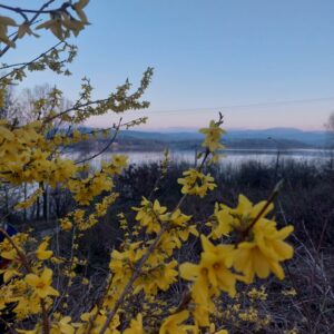 Mikstura Forsycja z miodem 100ml