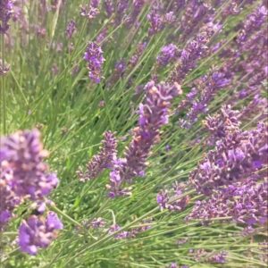 Wyciąg z lawendy 50ml