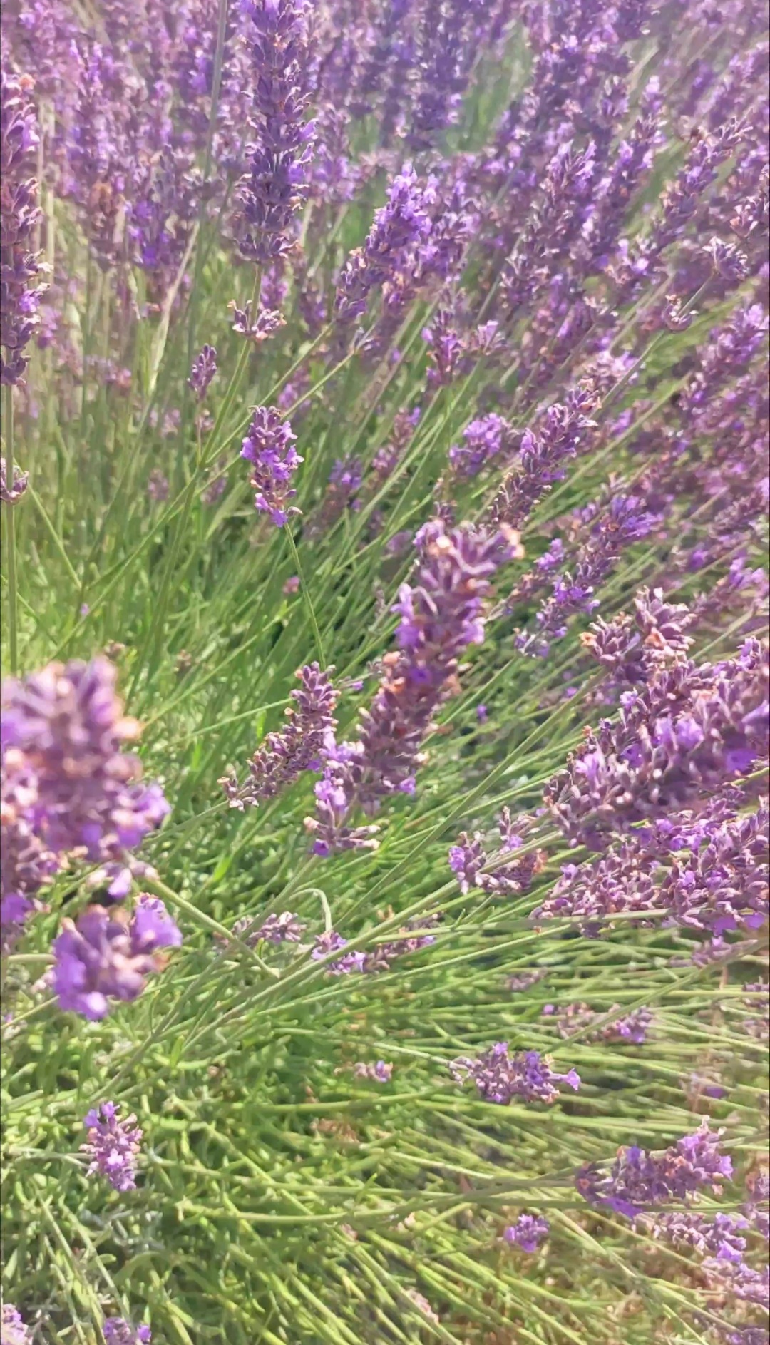 Wyciąg z lawendy 50ml - obrazek 2