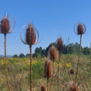 Szczeć pospolita wyciąg 50ml