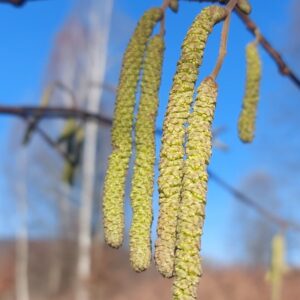 Leszczyna, Syrop 330ml