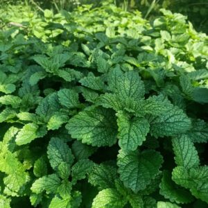 Melisa lekarska Wyciąg  50ml