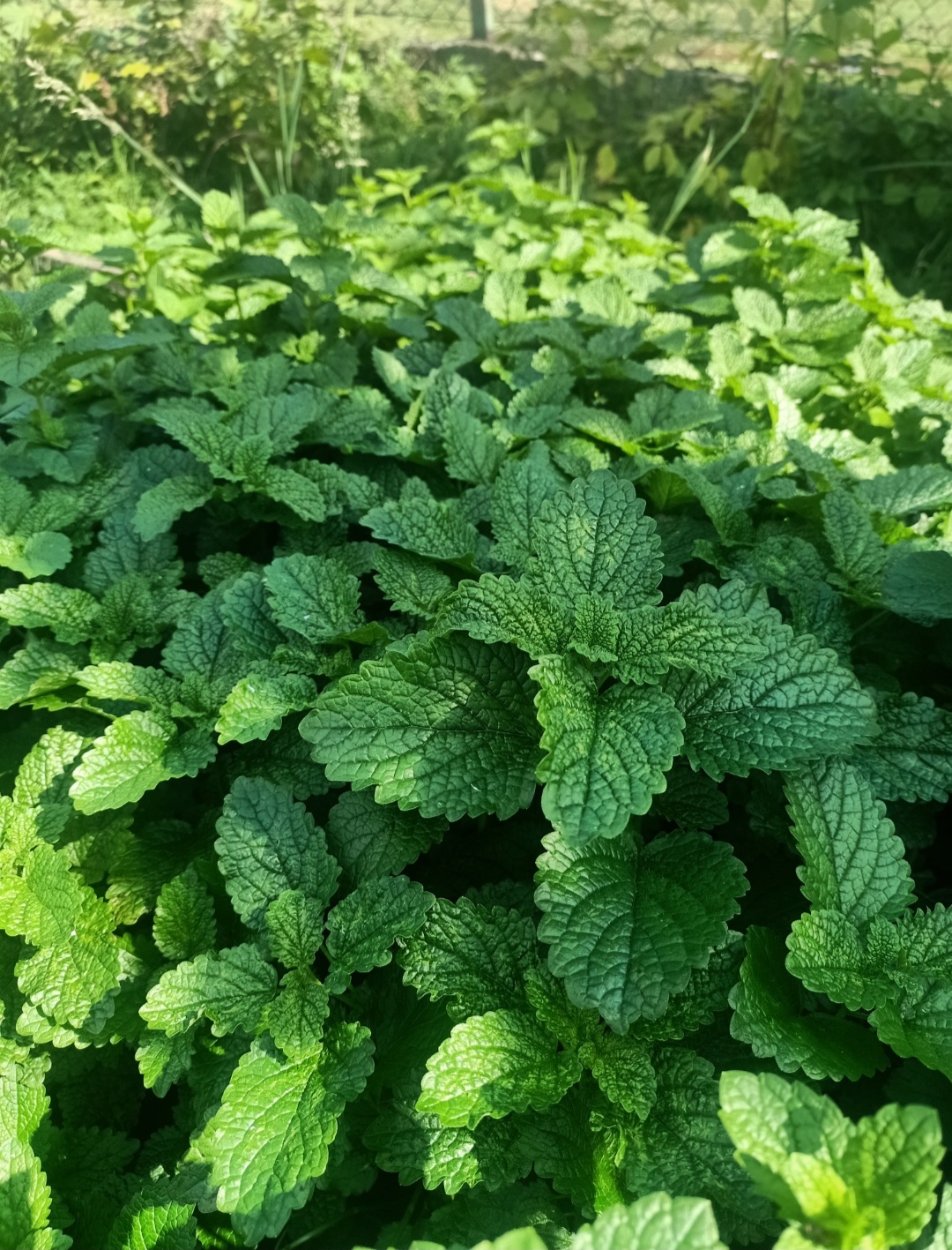 Melisa lekarska Wyciąg 50ml - obrazek 2