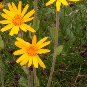 Arnika górska wyciąg 50ml