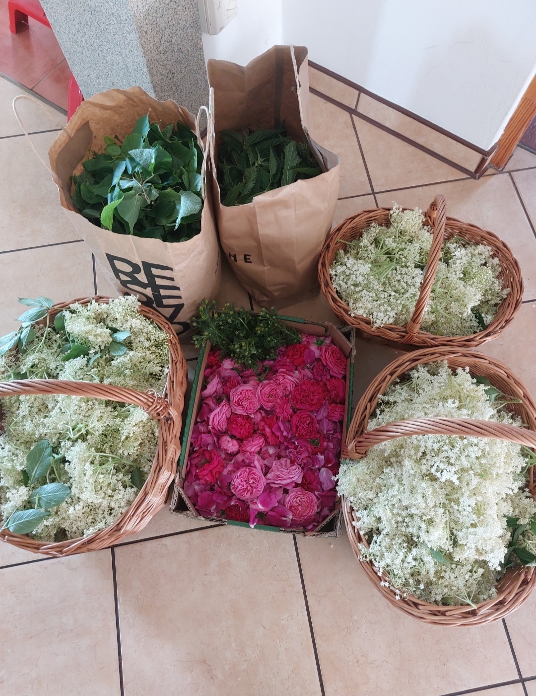 Bez czarny kwiat, Syrop 330ml - obrazek 5