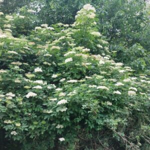 Czarny bez 100 ml
