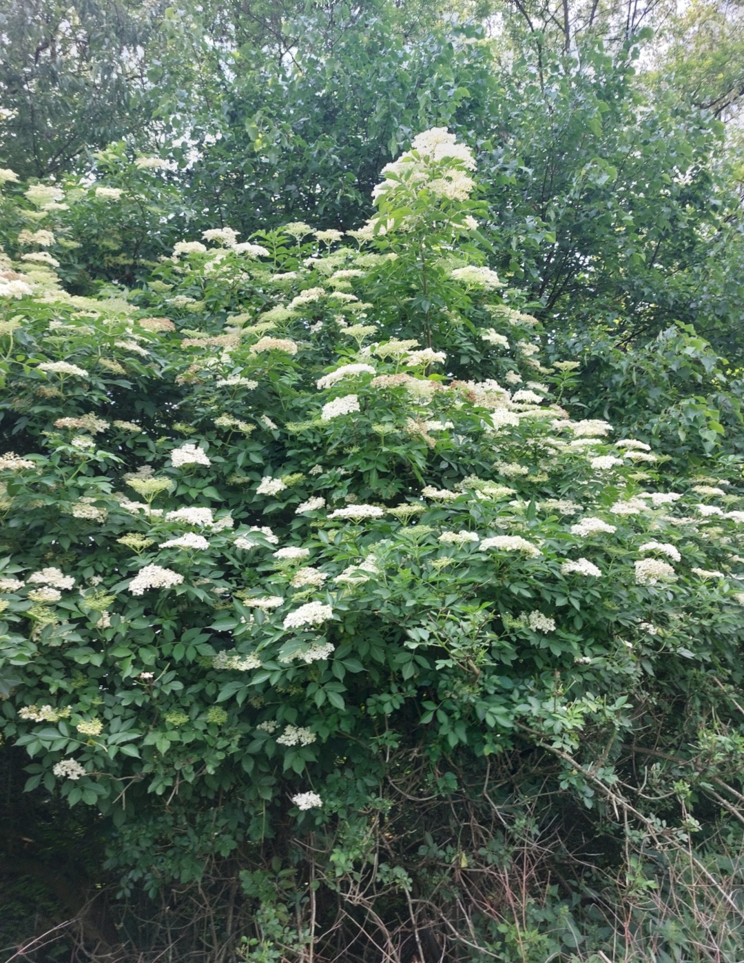 Bez czarny kwiat, Syrop 330ml - obrazek 3