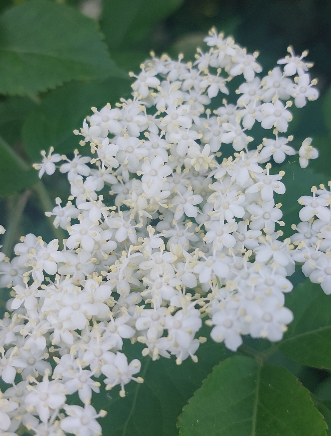 Bez czarny kwiat, Syrop 330ml - obrazek 4