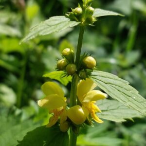 Jasnota Gajowiec ziele z kwiatem susz 30g