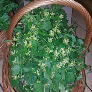 Jasnota Gajowiec ziele z kwiatem susz 30g