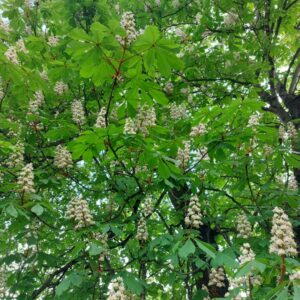 Kasztan, wyciąg z kwiatów 100ml