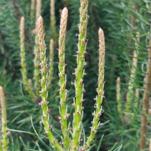 Pędy sosny Konfitura 220g