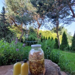 Sosna, Syrop z pędów sosny 100ml