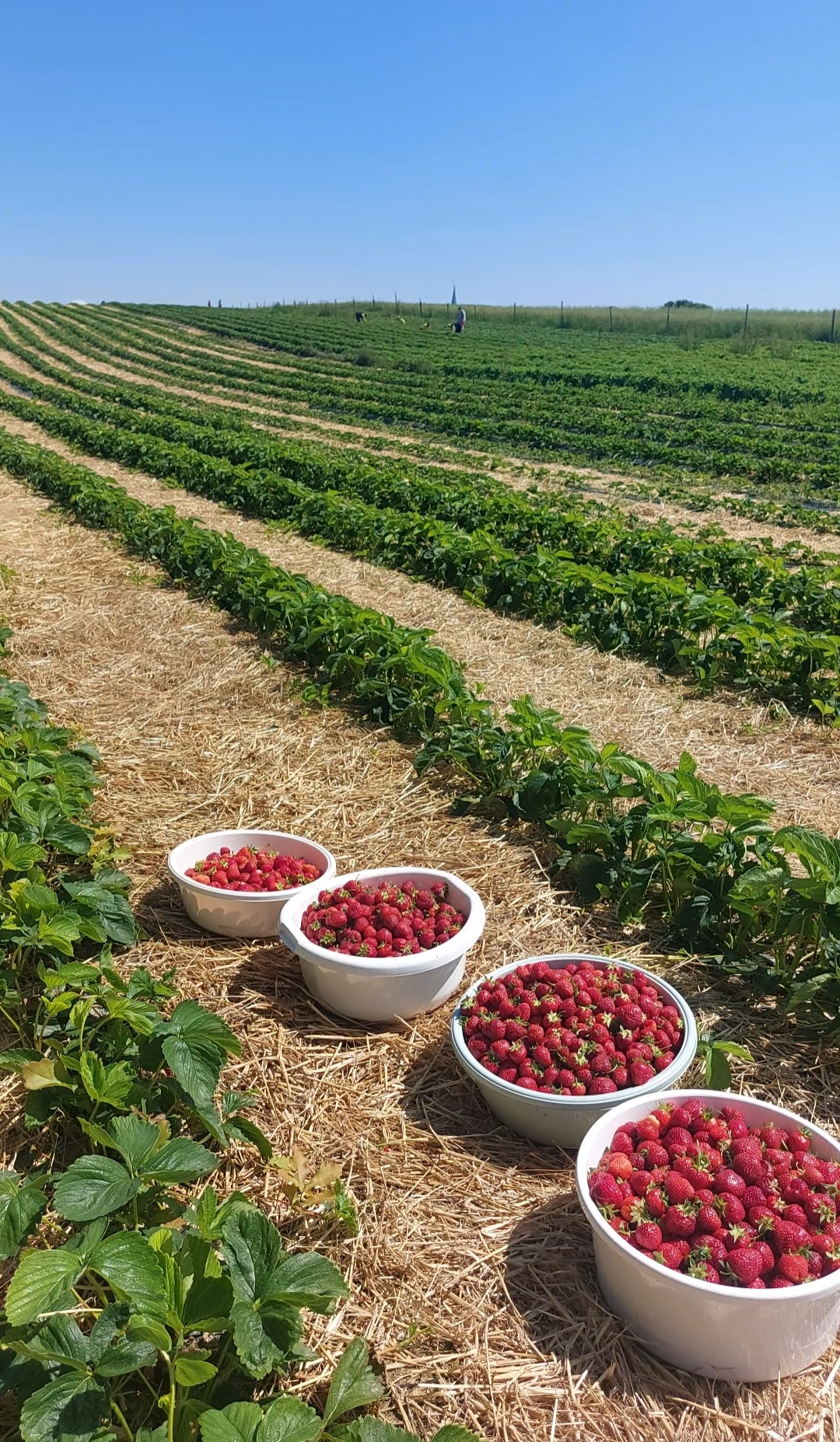 Sok Truskawka 100% 300ml - obrazek 2