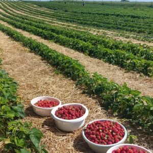 Konfitura Truskawka 100% 220g