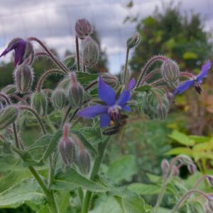 Ogórecznik ekstrakt z ziela 100 ml