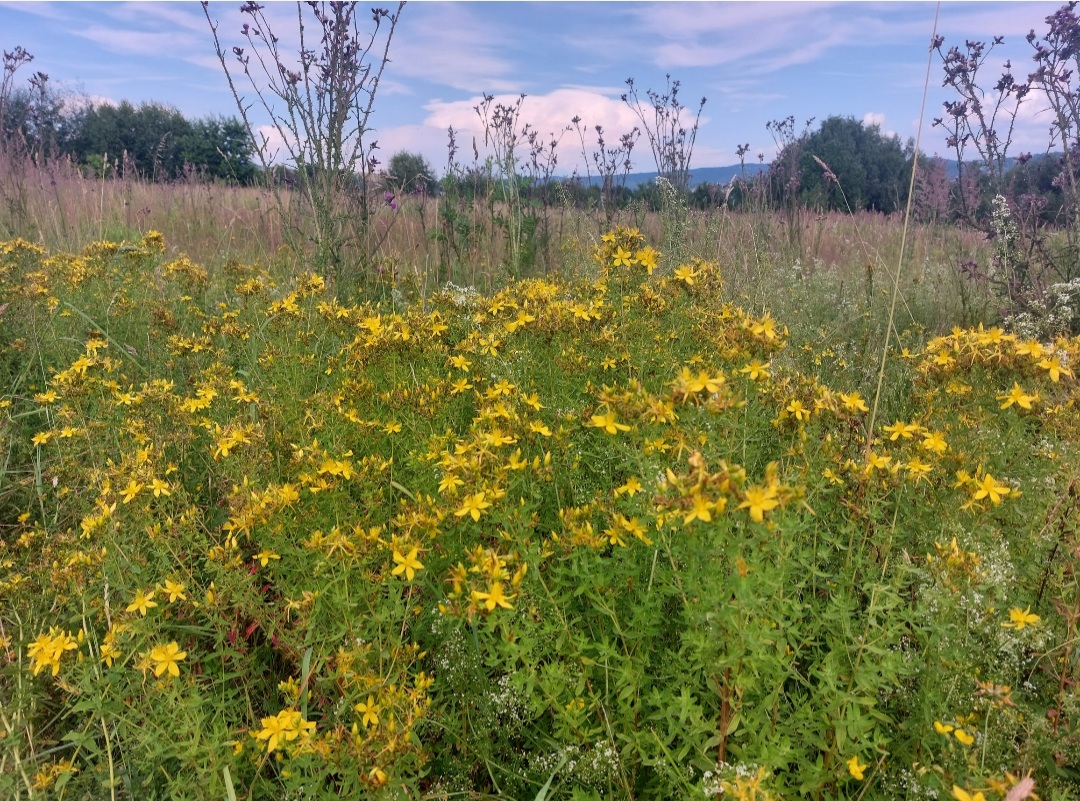 Dziurawiec Syrop 330ml - obrazek 3