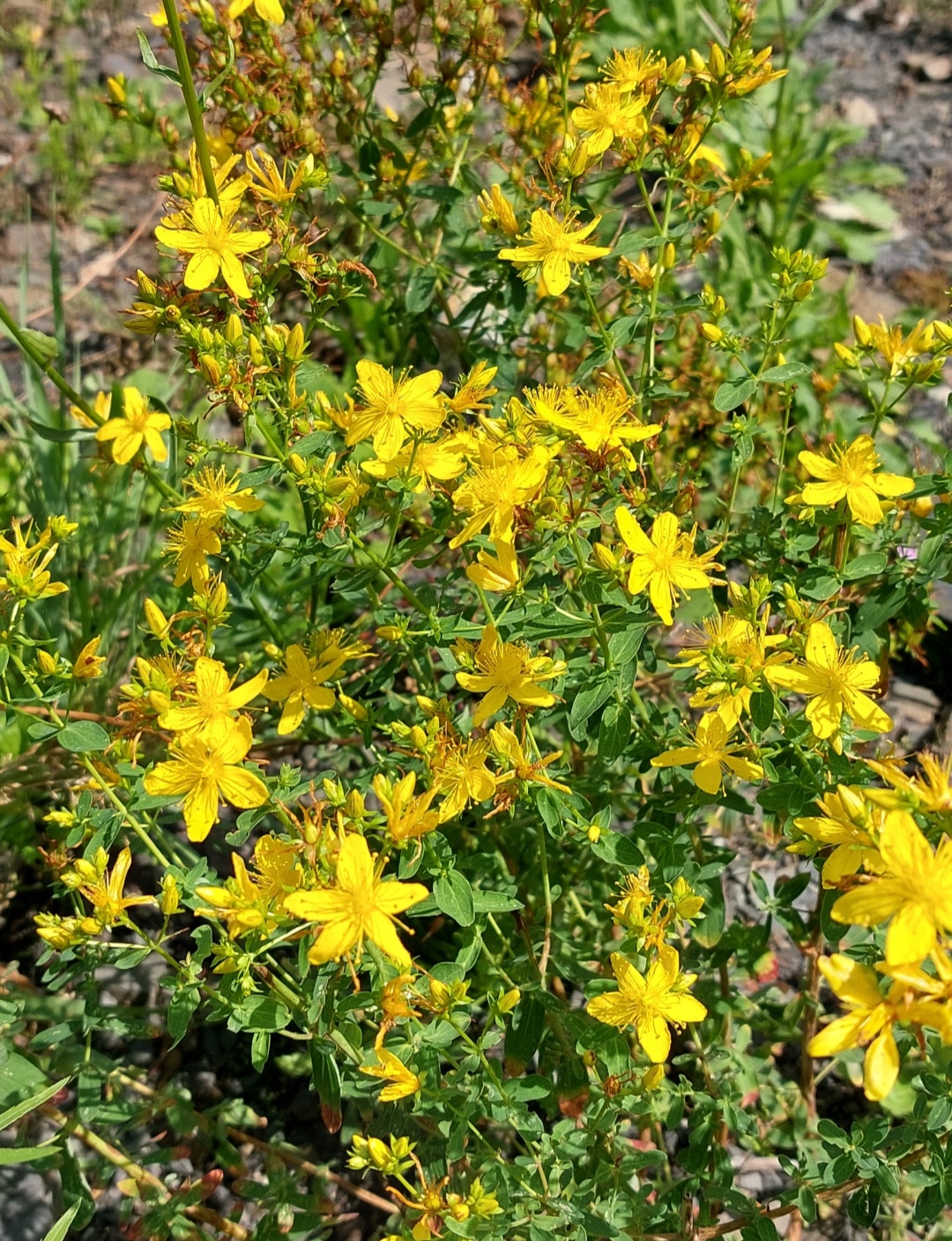 Dziurawiec Syrop 330ml - obrazek 2