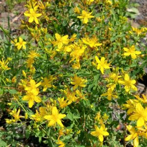 Dziurawiec zwyczajny 30g