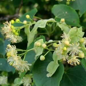 Liść lipy z kwiatem 30g