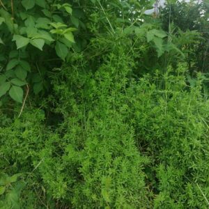 Przytulia czepna susz 30g