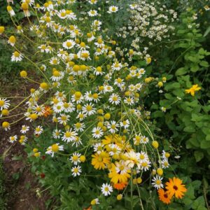 Rumianek Syrop 330ml