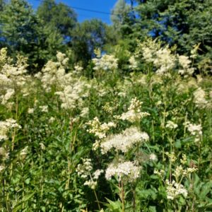 Wiązówka Błotna susz 50g