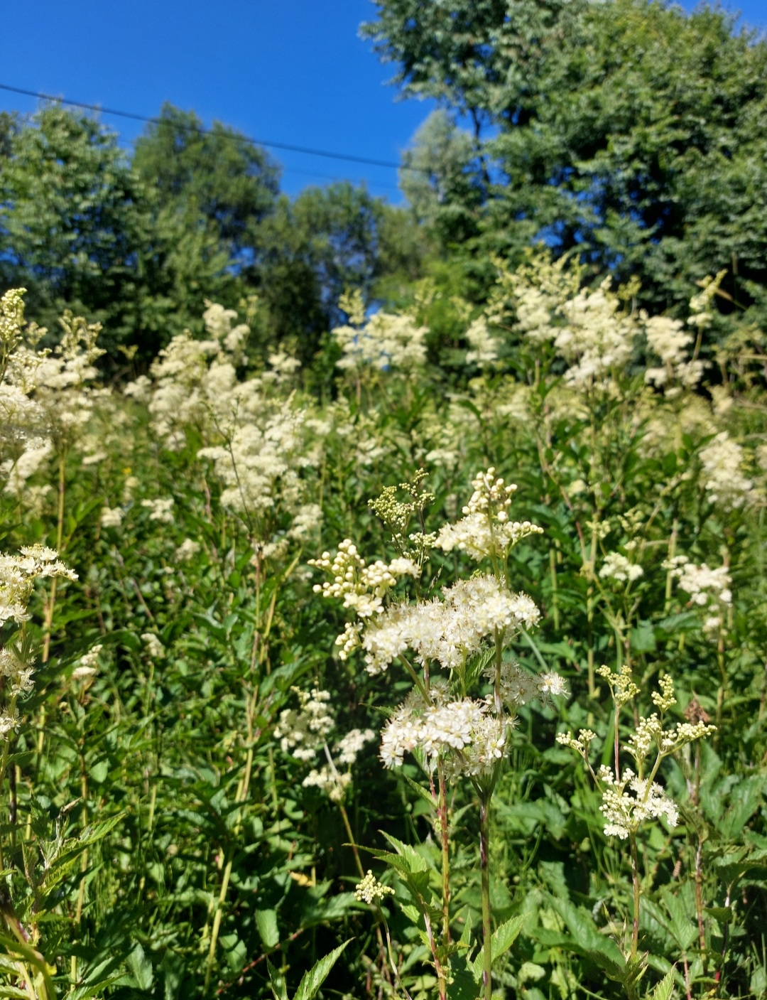 Wiązówka Błotna susz 50g - obrazek 2