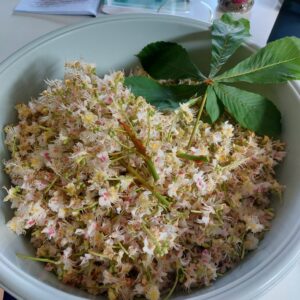 Kasztanowiec Liść 30g