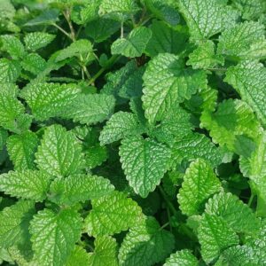 Relaks, spokojny sen 50 g