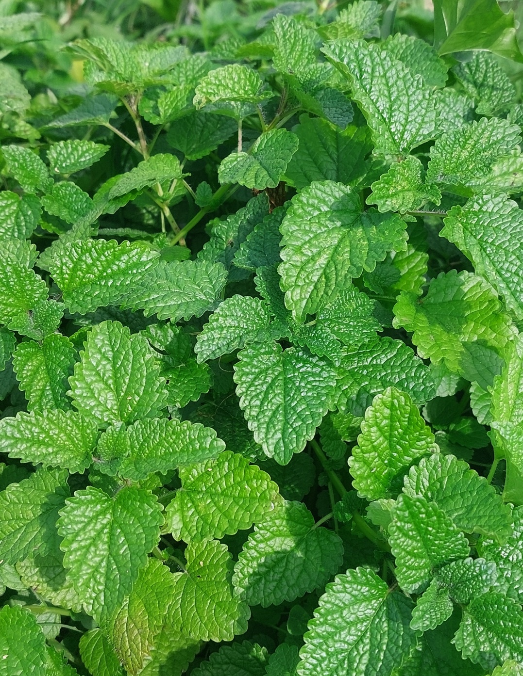 Relaks, spokojny sen 50 g - obrazek 2