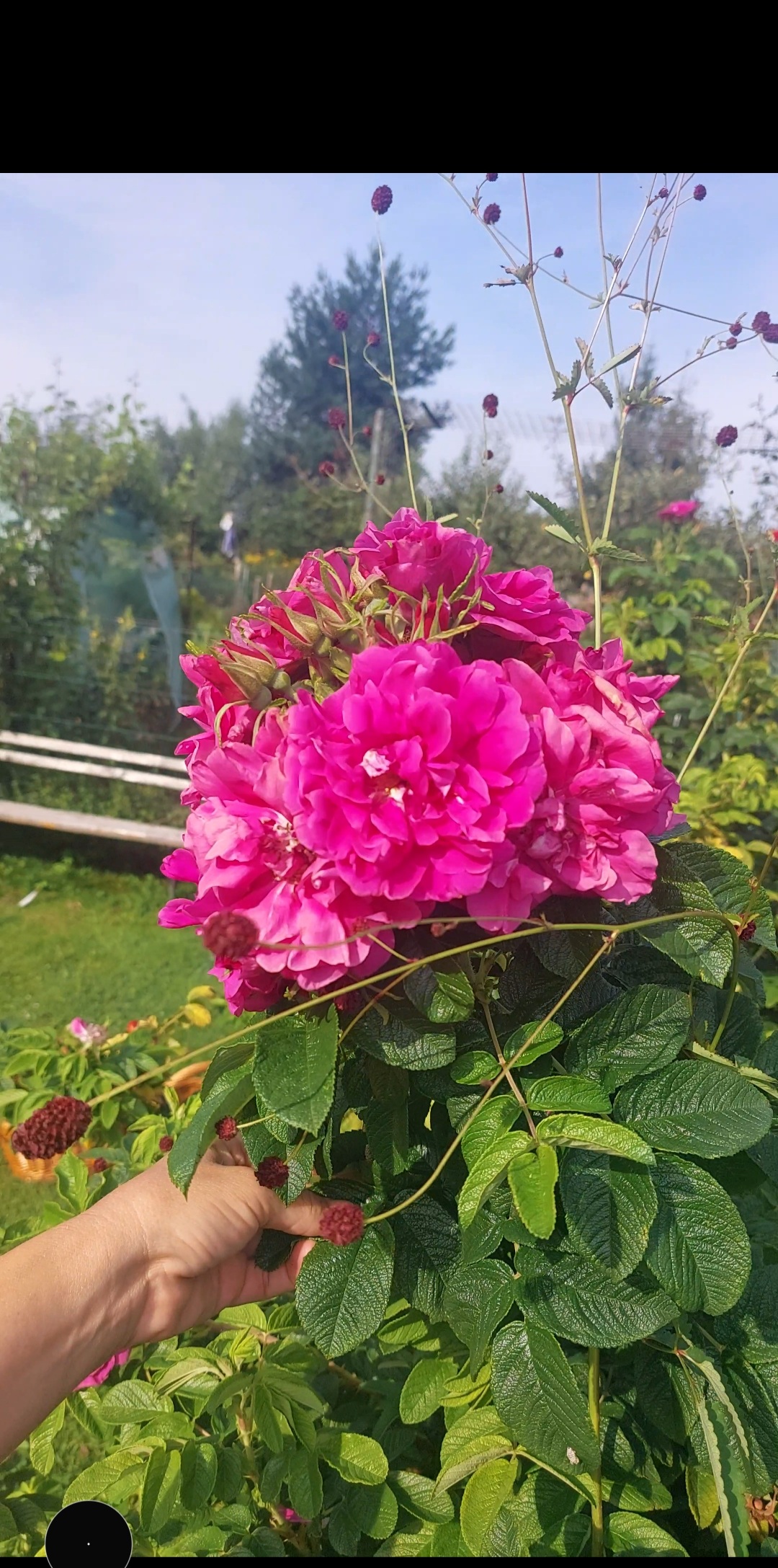 Ziołowy Ogród, wsparcie odporności, Syrop 330ml - obrazek 6