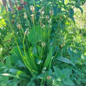 Ocet Babka lancetowata 100ml