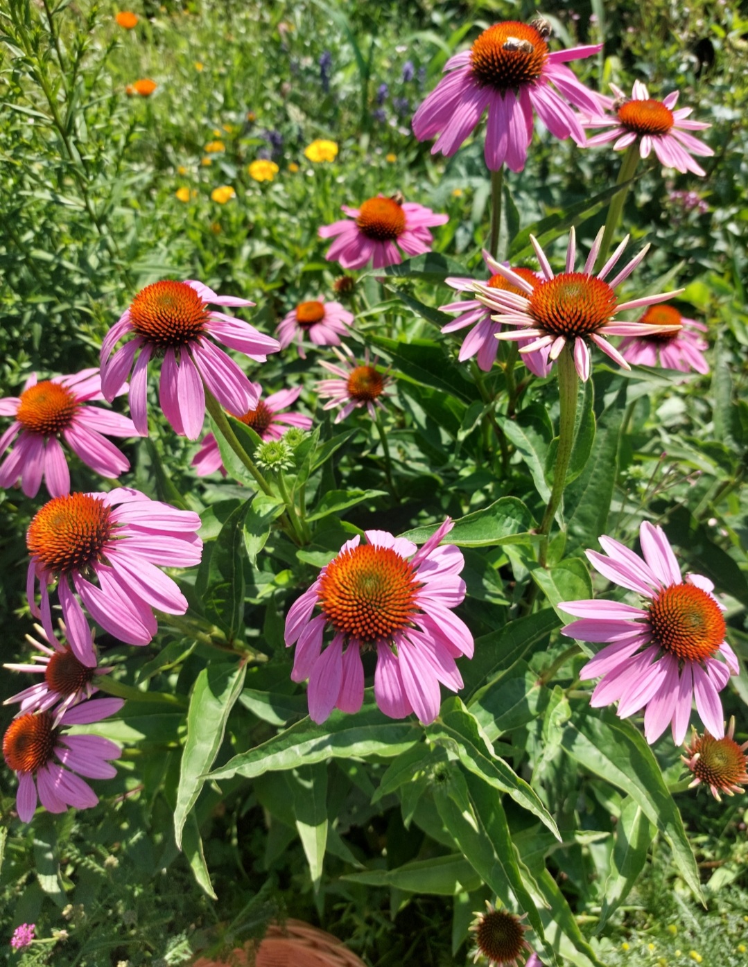 Ziołowy Ogród, wsparcie odporności, Syrop 330ml - obrazek 4