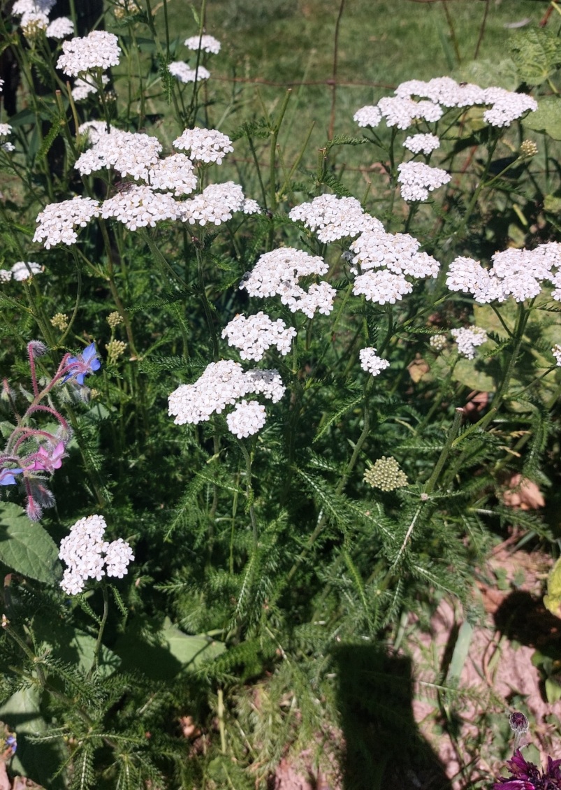 Ziołowy Ogród, wsparcie odporności, Syrop 330ml - obrazek 5