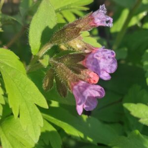 Miodunka ekstrakt 50ml