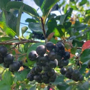 Ocet Aronia 100ml